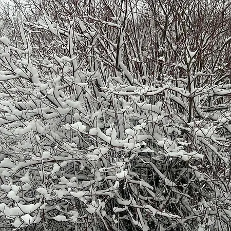 L'echappee Aux Cerfs Les Rouges-Eaux