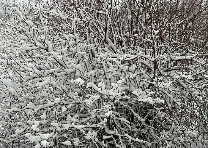 L'echappee Aux Cerfs Les Rouges-Eaux